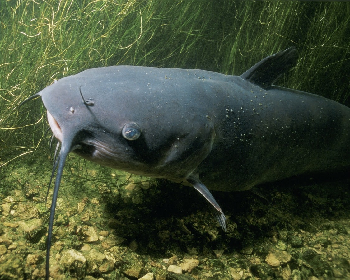 Cara Budidaya Ikan Lele Dengan Sistem Bioflok, Ini Rahasia Suksesnya